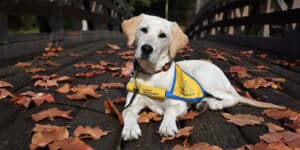 A dog wearing a yellow "Canine Companions" vest lying on a wooden bridge covered with autumn leaves.
