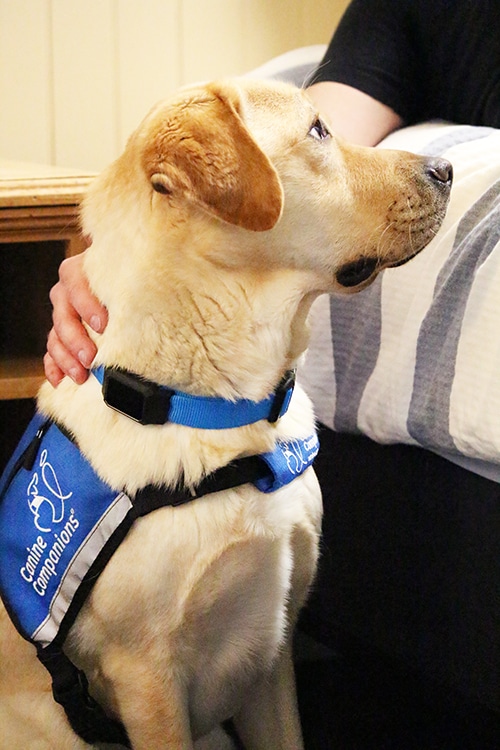 A yellow lab service dog wearing the CanineAlertTM collar looking at someone on a bed