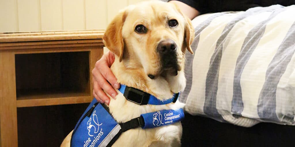 A yellow lab service dog wearing the CanineAlertTM collar looking at someone on a bed