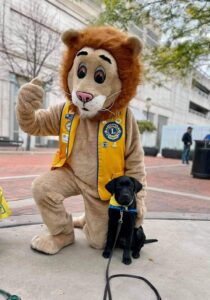 person in lion costume for the lyons club next to a canine companions puppy