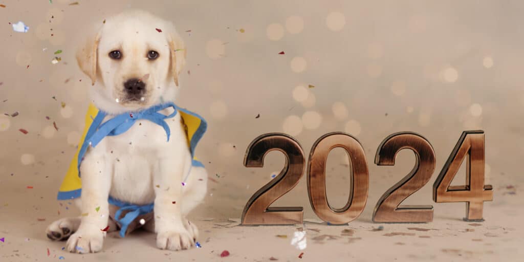 A small puppy next to the numbers 2024 with glitter falling all around