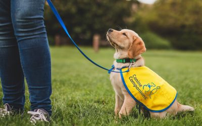 A young yellow puppy sitting in the grass looking up at handler