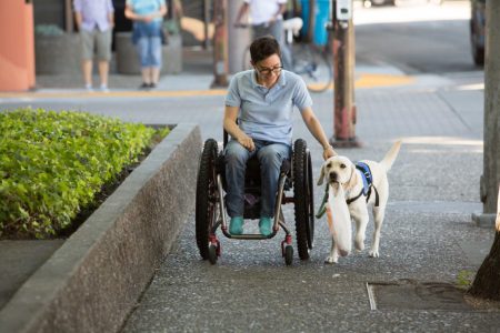 Pull unedited Yellow lab in a blue vest holds a shopping bag in her mouth as she pulls a woman in a wheelchair along with her harness