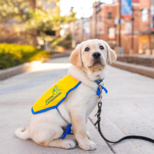 Canine Companions puppy 