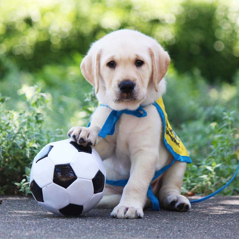 puppy_goalie_SWR_web a yellow lab puppy in a yellow puppy vest with its paw on a soccer ball
