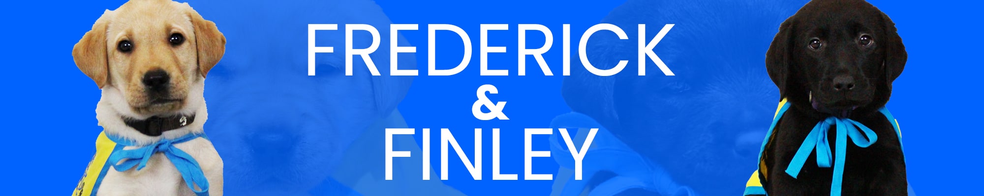 Two puppies, one yellow and one black Labrador Retriever, are wearing blue ribbons and yellow capes, set against a bright blue background with the names 'FREDERICK & FINLEY' prominently displayed.